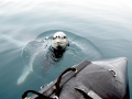 Leopard Seal