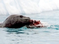 Leopard Seal