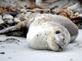 Leopard Seal
