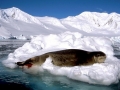 Leopard Seal