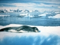 Leopard Seal