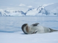 Leopard Seal