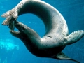 Leopard Seal