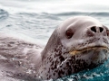 Leopard Seal