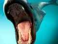 Leopard Seal