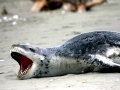 Leopard Seal