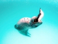 Leopard Seal