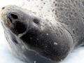 Leopard Seal