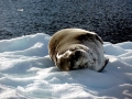Leopard Seal