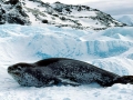 Leopard Seal