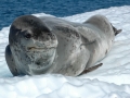 Leopard Seal