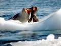 Leopard Seal