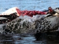 Leopard Seal