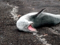 Leopard Seal