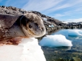 Leopard Seal