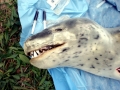 Leopard Seal