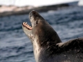Leopard Seal