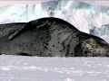 Leopard Seal