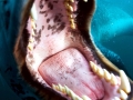 Leopard Seal