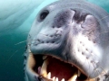 Leopard Seal
