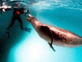 Leopard Seal