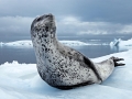 Leopard Seal