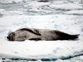 Leopard Seal