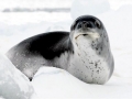 Leopard Seal