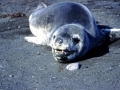 Leopard Seal
