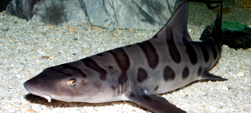Leopard Shark