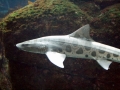 Leopard Shark