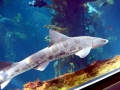 Leopard Shark