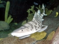 Leopard Shark