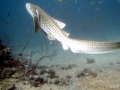 Leopard Shark