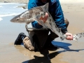 Leopard Shark