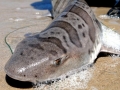 Leopard Shark