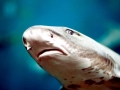 Leopard Shark