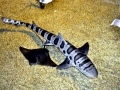 Leopard Shark