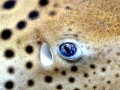 Leopard Shark