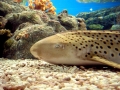 Leopard Shark