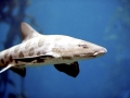 Leopard Shark