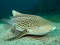 Leopard Shark