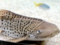 Leopard Shark