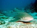 Leopard Shark