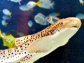 Leopard Shark