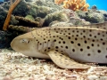 Leopard Shark