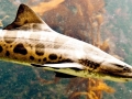 Leopard Shark