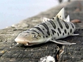 Leopard Shark