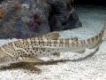 Leopard Shark