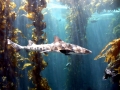 Leopard Shark